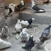 کبوترگر