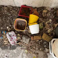 تعدادی گلدان|گل و گیاه طبیعی|تهران, پونک|دیوار