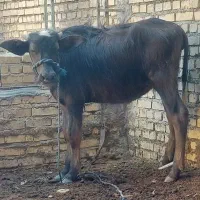 گوساله گاو میش نر وماده