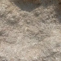 کاه