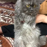 گربه پرشین