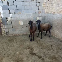 میش
