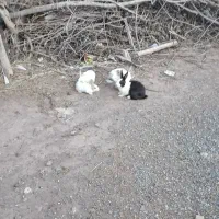 خرگوش