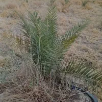 نخل زاهدی ۳ ساله