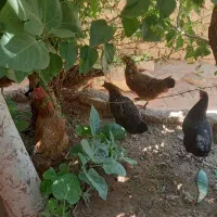 مرغ|حیوانات مزرعه|کوهدشت, |دیوار