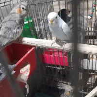 باسلام عروس هلندی دوتا مرغ عشق دستی یک عدد سه ماهه