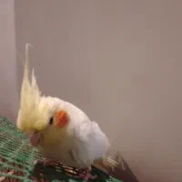 پرنده عروس هلندی لوتینو وسیامون