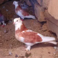 گلدان و گل