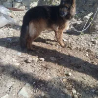 سگ ژرمن اصل کینگ