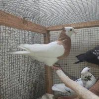 کفتر|پرنده|جاجرود, |دیوار