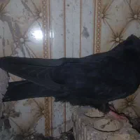 کبوتر