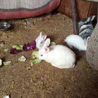 خرگوش بالغ و بچه