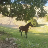 اسب|اسب و تجهیزات اسبسواری|آبدانان, |دیوار