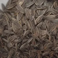 تخمه بوداده تازه