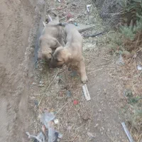 توله سرابی نسل دار