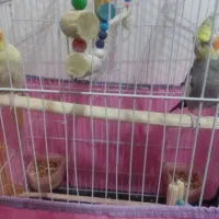 ۲عروس هلندی  لوتینو ماده  و  خاکستری نر سخنگو