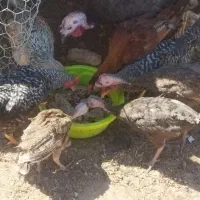 بوقلمون