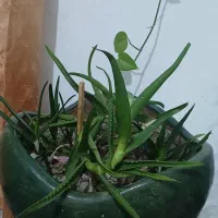گل آلوورا و گل خشک