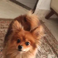 سگ پامرین روباهی