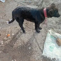 سگ گم شده|حیوانات|برخوار, |دیوار