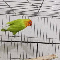 طوطی برزیلی گمشده کوی سالار و کوی لاله