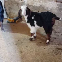 یک عدد بز و دو عدد بزغاله