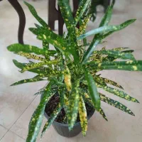 آکوبا رشته‌ای