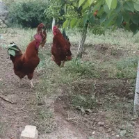 خروسهای محلی