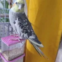 عروس هلندی نر