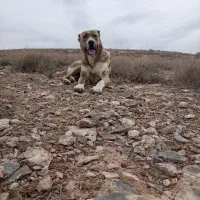 سگ گله ای|سگ|قوچان, |دیوار