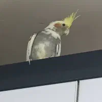 عروس هلندی|پرنده|اهواز, آسیاباد|دیوار