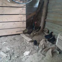 جوجه جاپنیز مشکی
