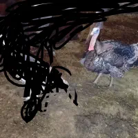 بوقلمون برنز انگلیسی خروس محلی