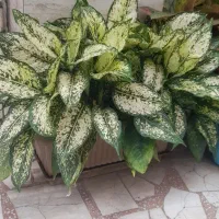فروش گلهای زیبا واپارتمانی