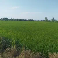 مزرعه 1500 متر منطقه حوالی لشکاجانا