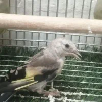 جوجه سهره نر