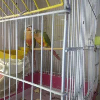 گرینچیک نرو ماده