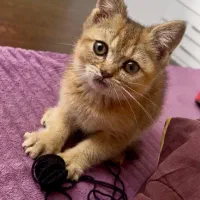 گربه بیریتیش