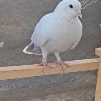 کبوتر