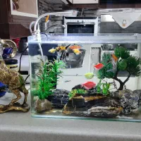 آکواریوم رومیزی