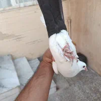 دم سیاه|پرنده|رفسنجان, |دیوار