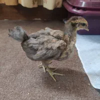 جوجه گلپایگانی دوماهه