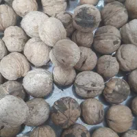 اکیپ گردو چین