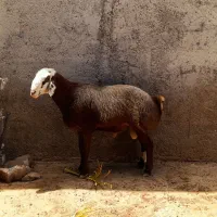 قوچ چینی|حیوانات مزرعه|چغادک, |دیوار