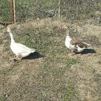 دوعدد غاز نروماده