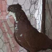 کبوتر