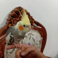 عروس هلندی