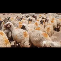 میش داشتی