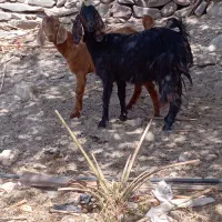 گوسفند