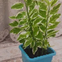 گل و گیاه طبیعی